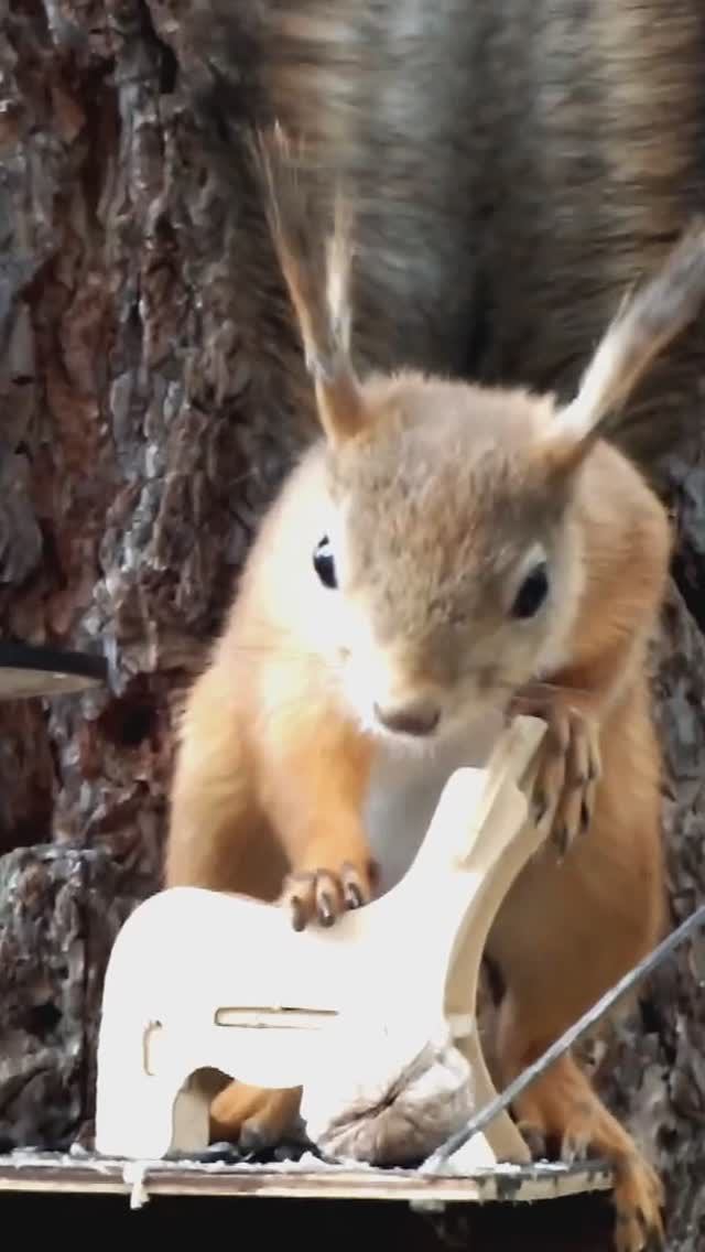 Белка взяла орех