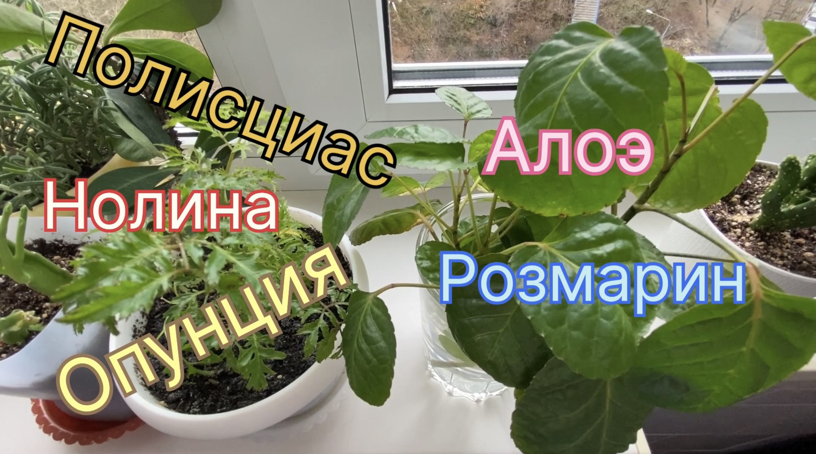 Полисциас. Нолина. Опунция. Розмарин. Молочаи. Алоэ. «Другие мои цветы». ? 17 ноября 2023 г.