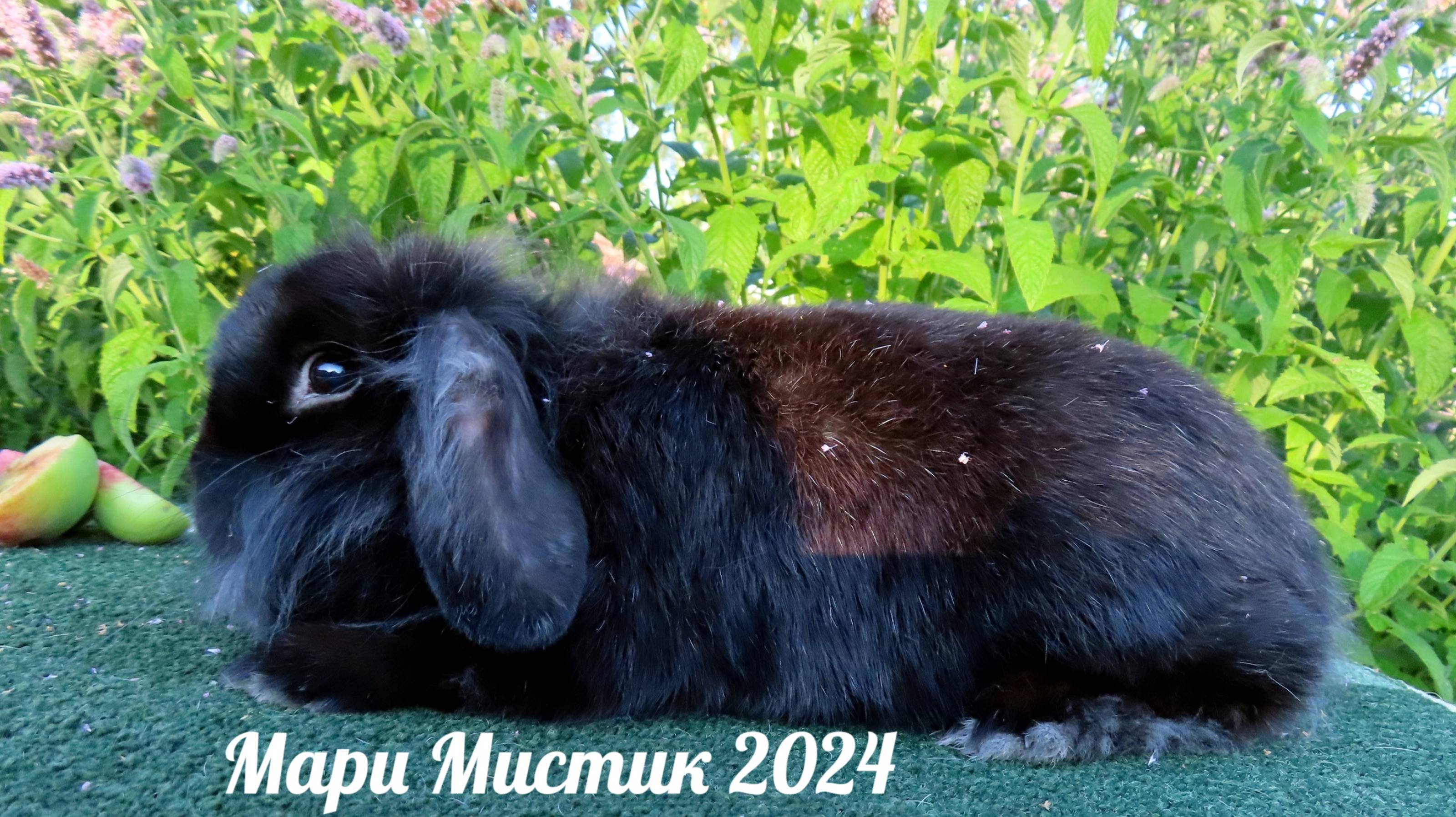 #продам_карликовый_кролик 89215950848 #декоративный_кролик #купить_кролик_минилоп