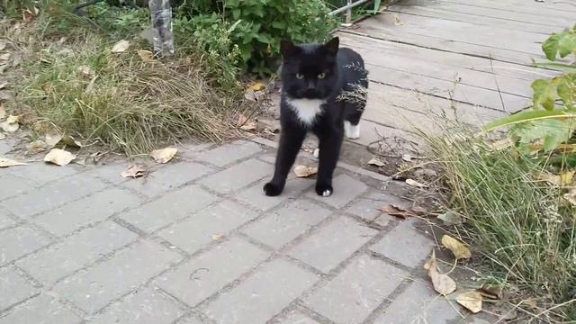 Чёрный котик, бархатный животик - гуляет. #shorts