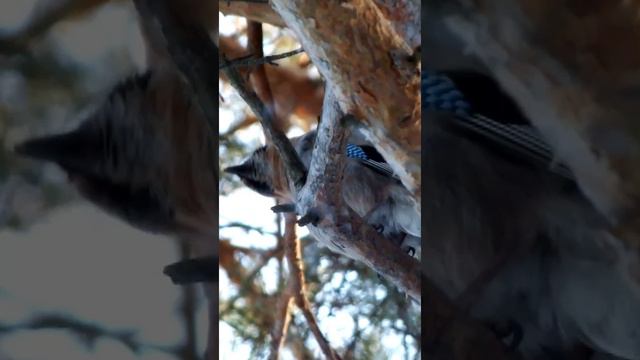 #shorts Сойка и ее пение