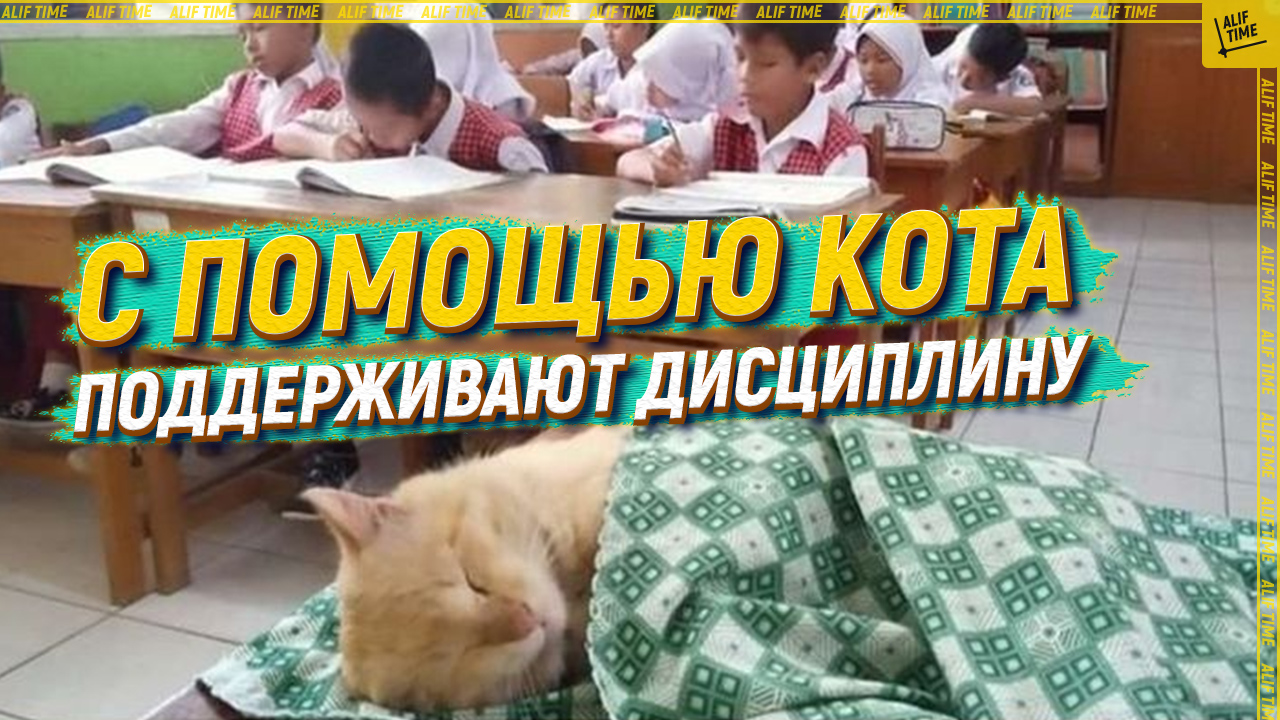 С помощью кота мусульмане нашли способ поддержать дисциплину
