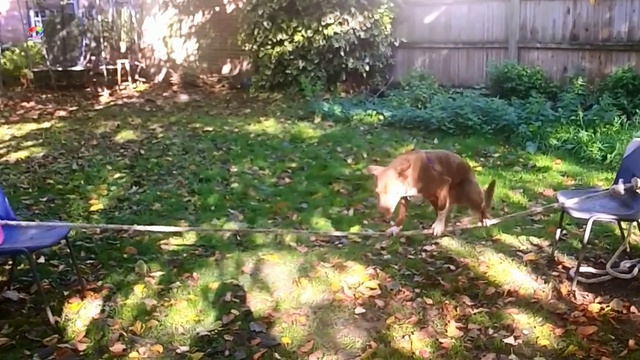 ЖИВОТНЫЕ ПРИКОЛЫ СОБАКА НА КАНАТЕ