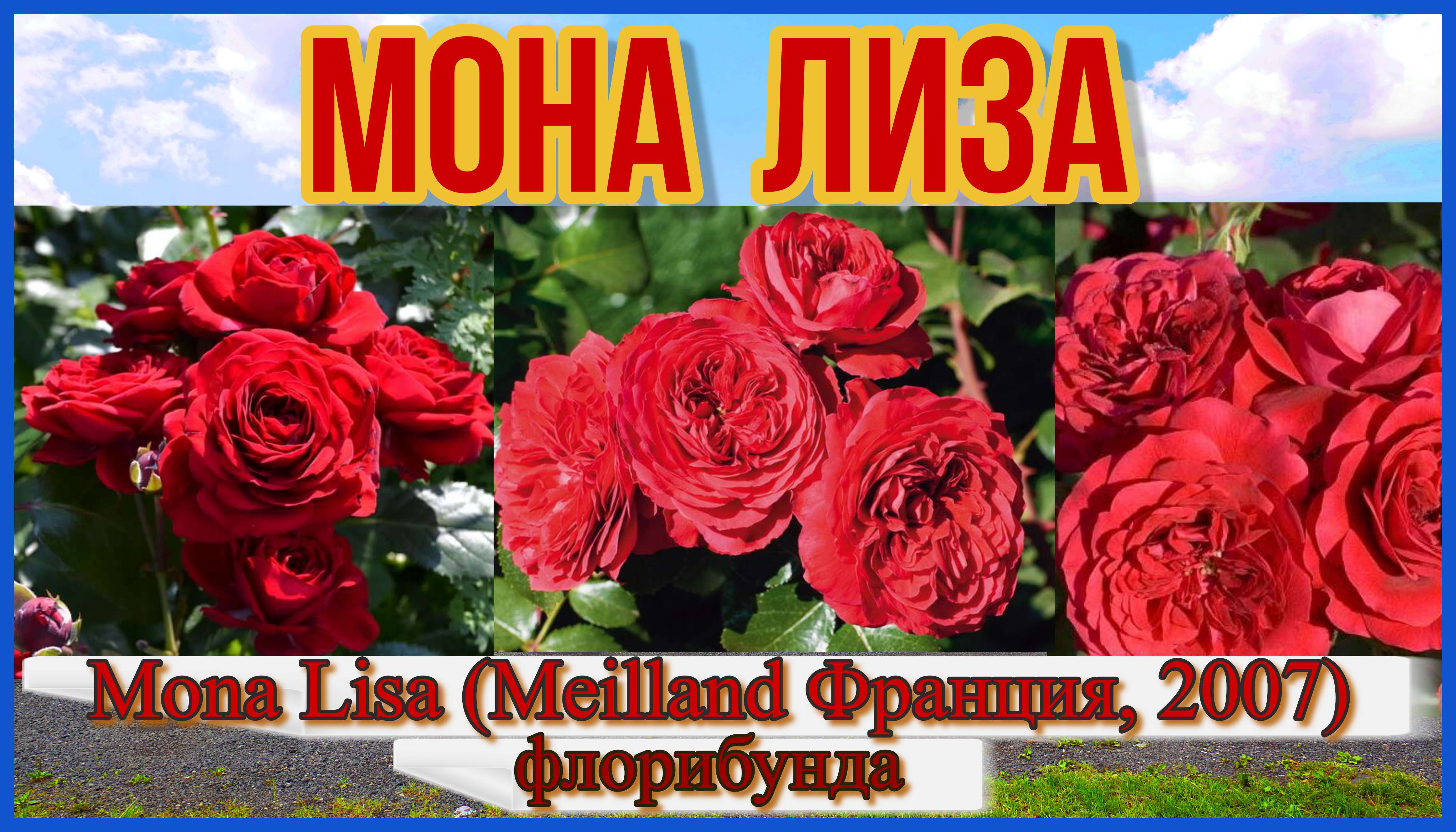 Роза Мона Лиза (Флорибунда) - Mona Lisa (Meilland Франция, 2007)