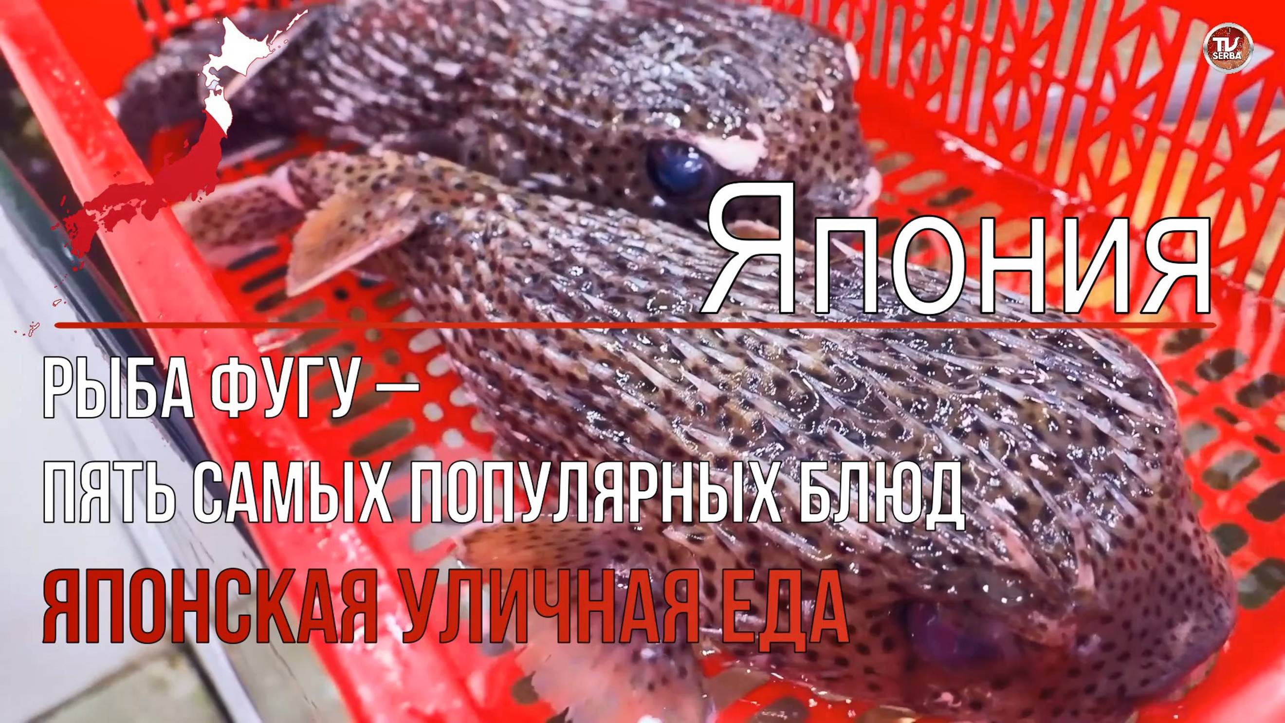Японская уличная еда - Япония. Рыба Фугу – пять популярных блюд