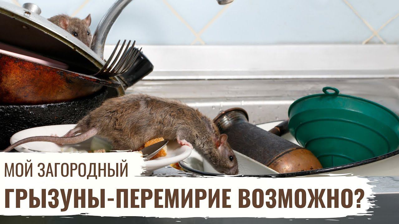 Грызуны - перемирие возможно? // Мой Загородный