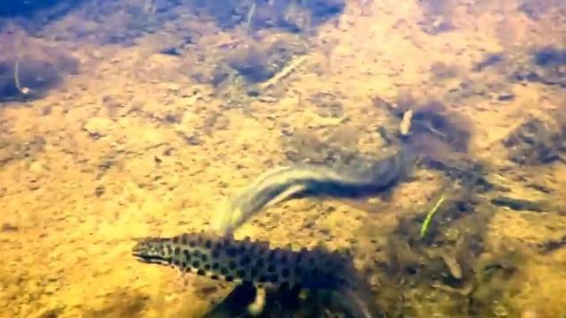 Зверята-гопотята. Тритоны подкатывают к самочке.