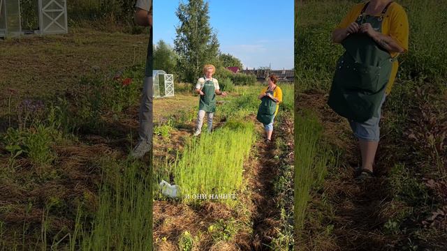 УКРОП ЖЕЛТЕЕТ