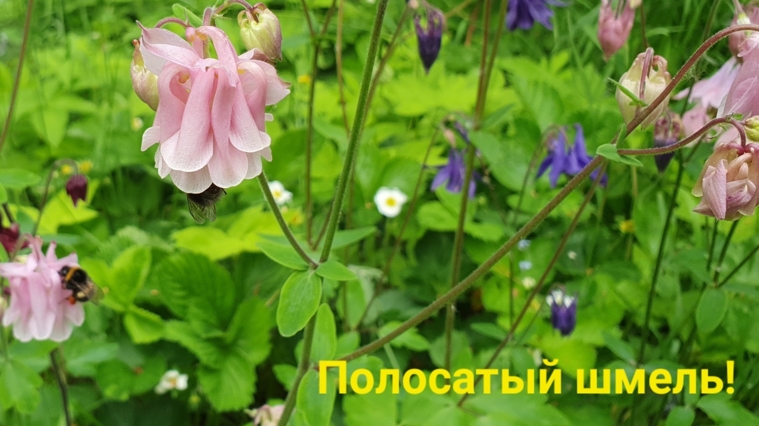 ?Шмель собирает нектар перед дождём.?.mp4