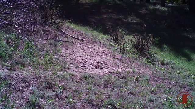 Пернатый разбойник