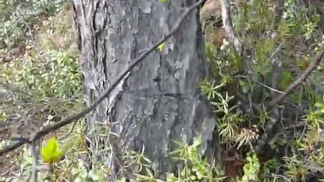 Ориентирование по муравейнику (продолжение) 25