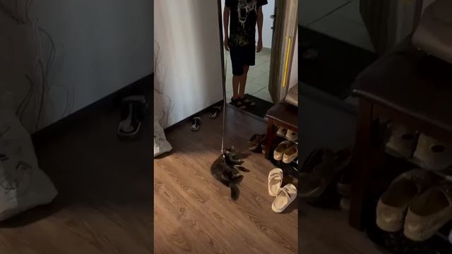 Не пойду на разминирование! Это собачья работа!