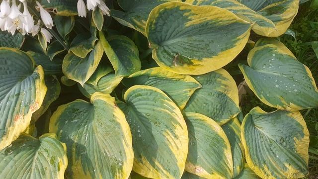 хоста FRANCES WILLIAMS