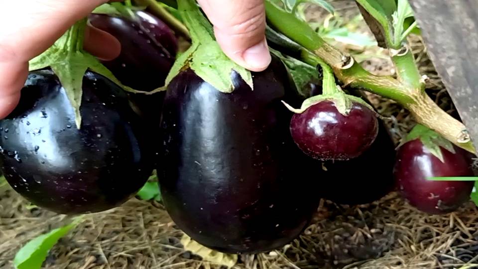 Вот какие Баклажаны у меня растут на улице! Обзор сортов Баклажанов Болталка осень