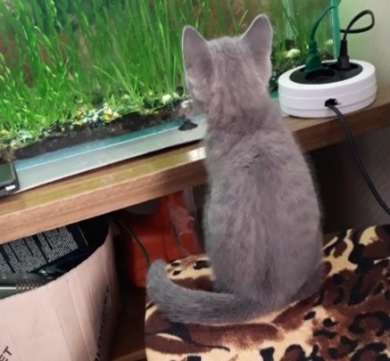 Котенок Сёма интересуется  рыбками в аквариуме