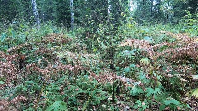 мото выезд 07.09.2019 за грибами