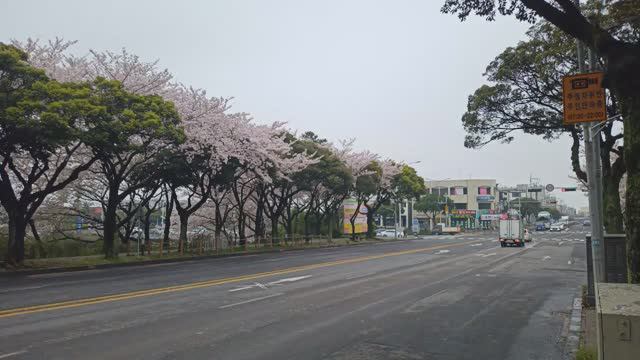 Корея-2024. Чеджу. Вишня.