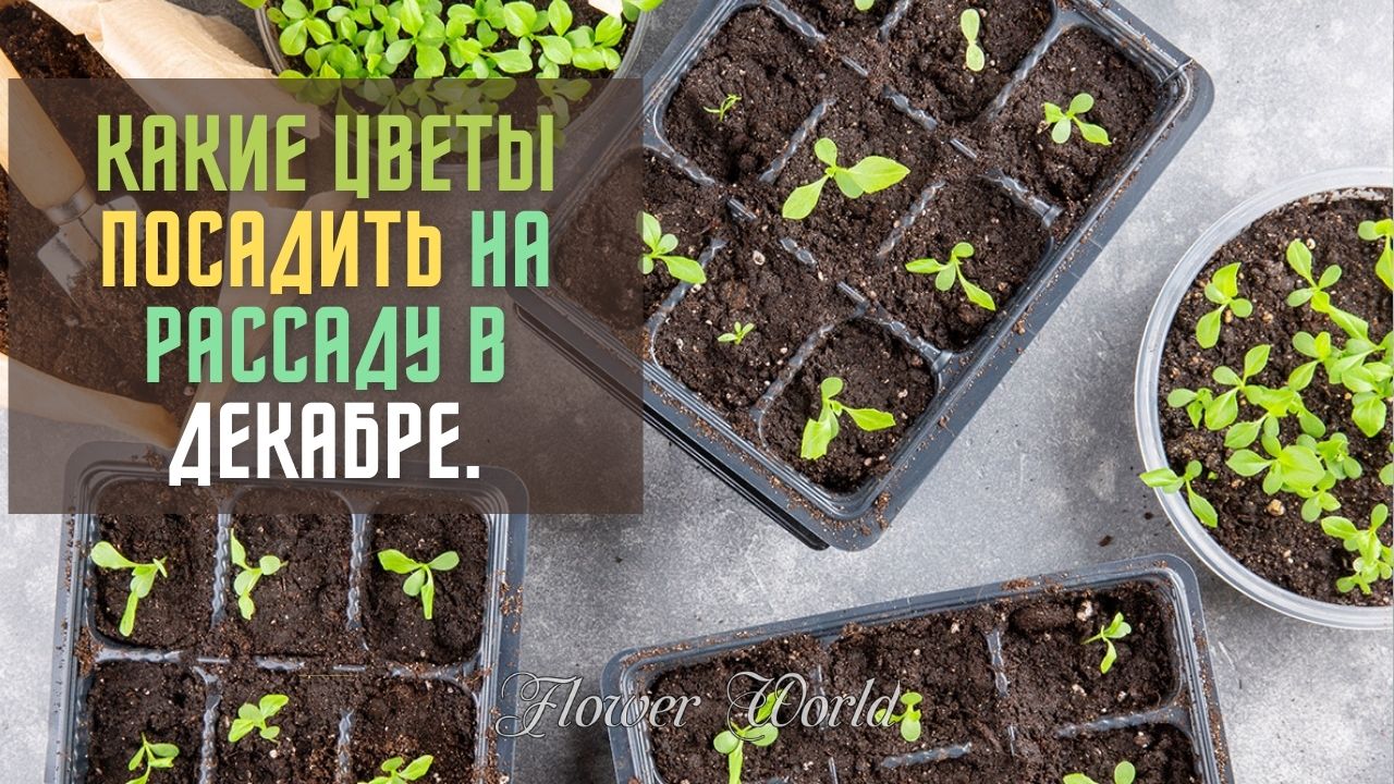 Какие цветы посадить на рассаду в декабре дома.