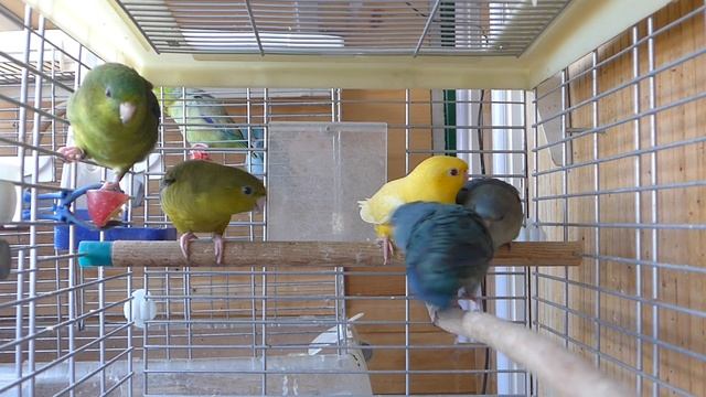 Среднестатистическая попугайная семья