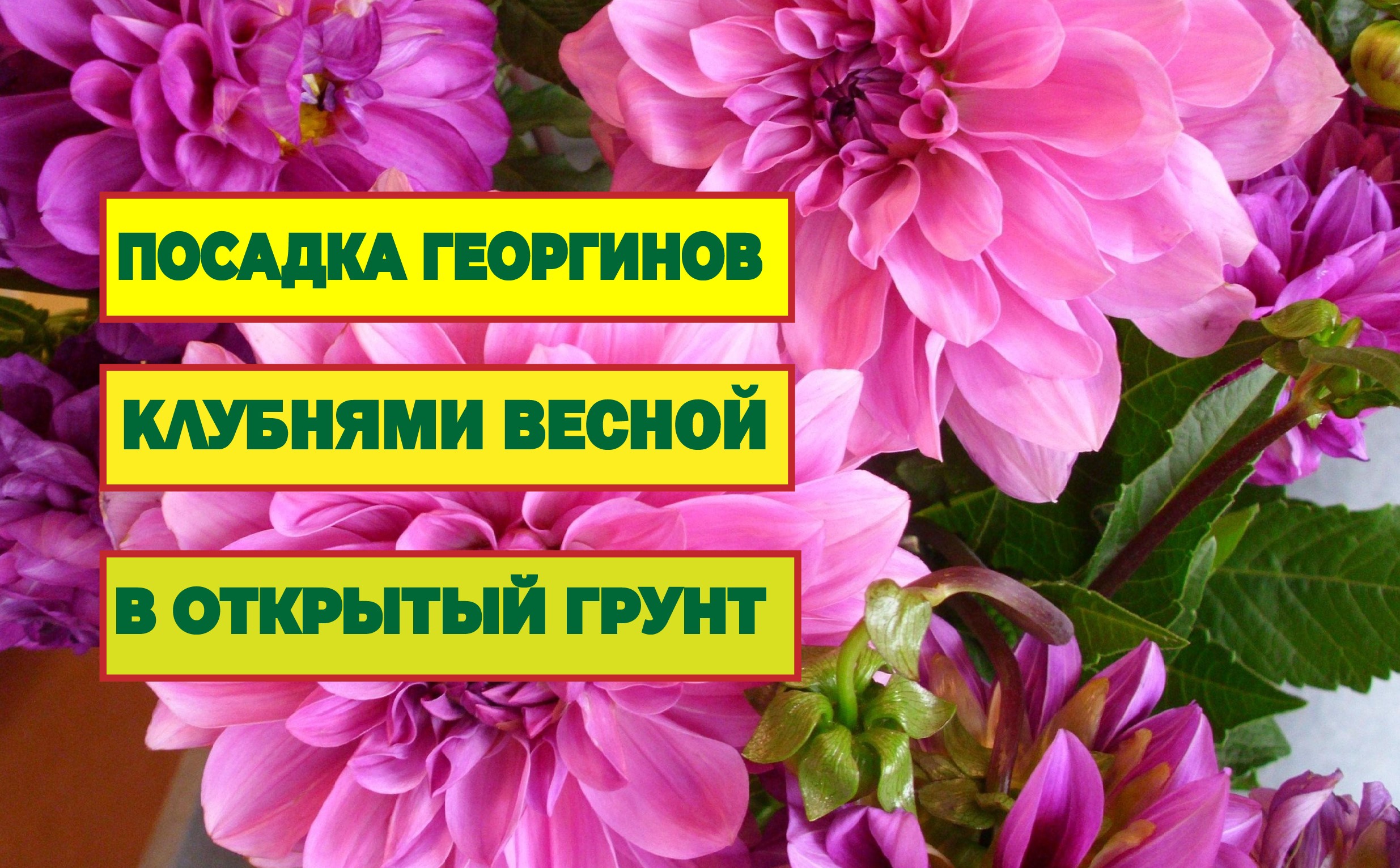 Посадка георгинов клубнями весной в открытый грунт.