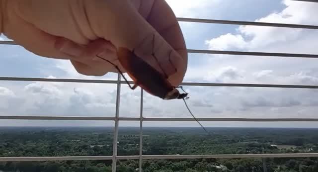 Поймал ОГРОМНОГО ТАРАКАНА. ОН удивил!