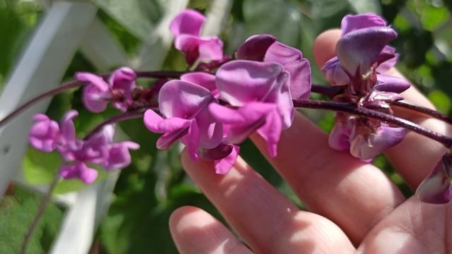 Неприхотливые плетистые растения для беседки:  Декоративная фасоль и ипомея.