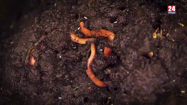 Д/ф «Наука и агробизнес: есть контакт!» 7 серия. Диалог с растением