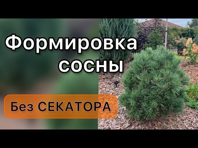 Для гениальных садовников. Обрезка без секатора.Формировка сосны Ватерери Дневник садовода