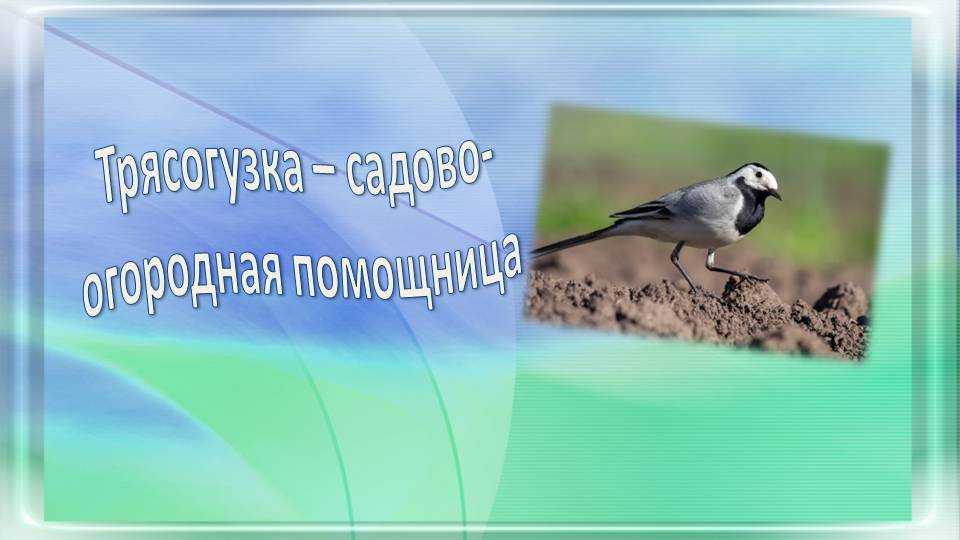 Трясогузка садовая помощница
