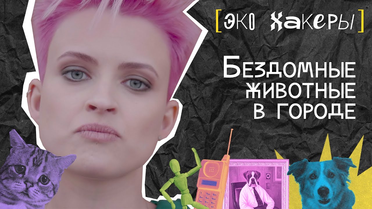 ЭкоХакеры|Серия 3. Бездомные животные в городе