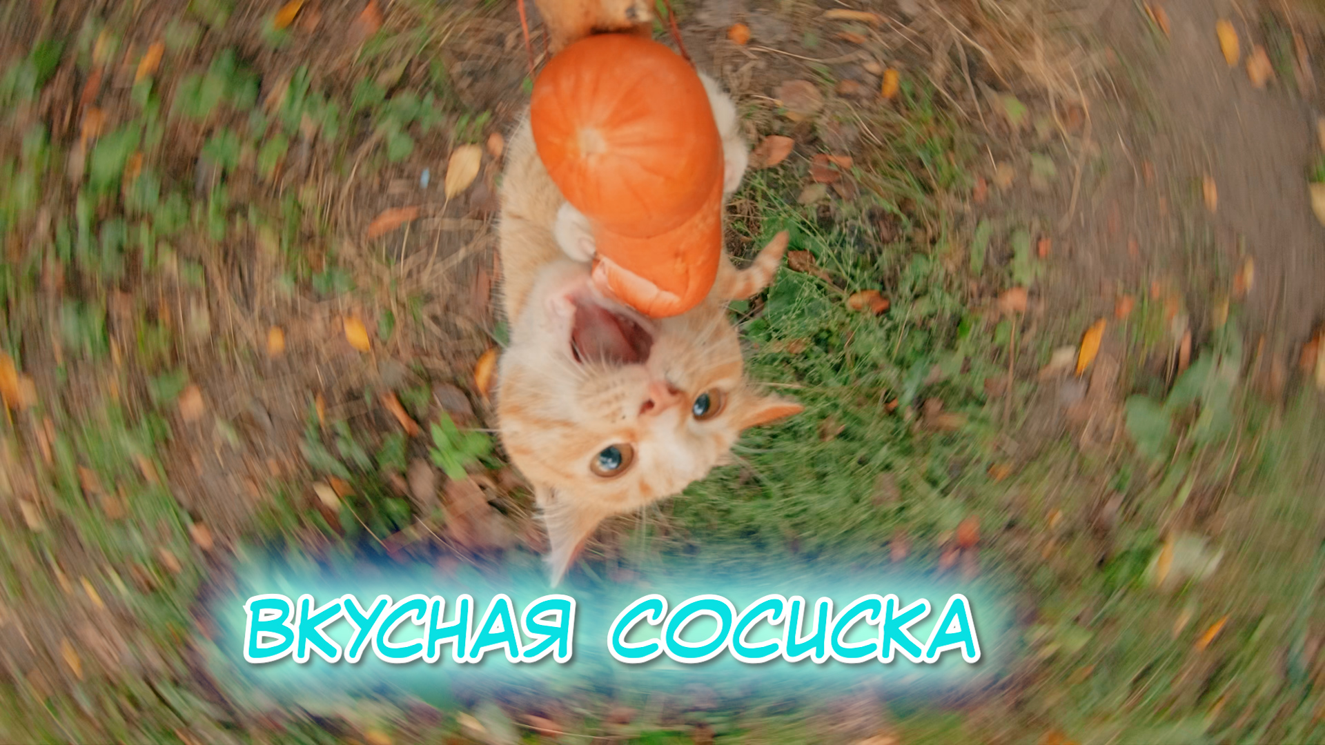 Жёсткая борьба котов за сосиску.Экшн камера GoPro.Победит сильнейший.