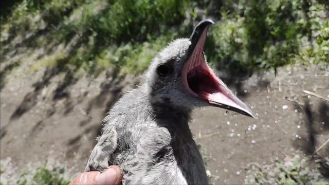 Птенец чайки