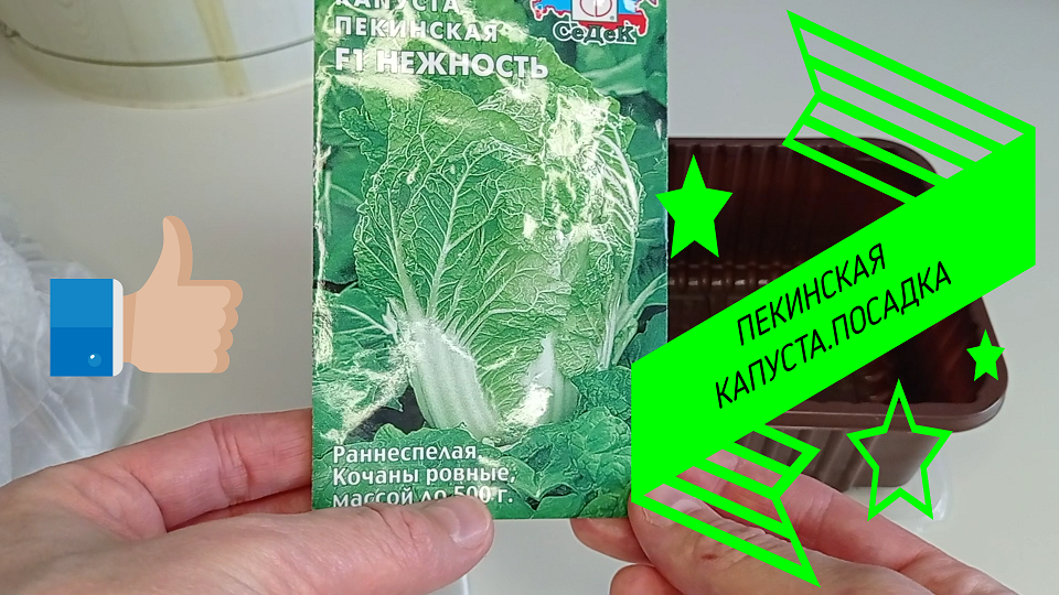 ПЕКИНСКАЯ КАПУСТА.Посадка#пекинскаякапуста#посадка#