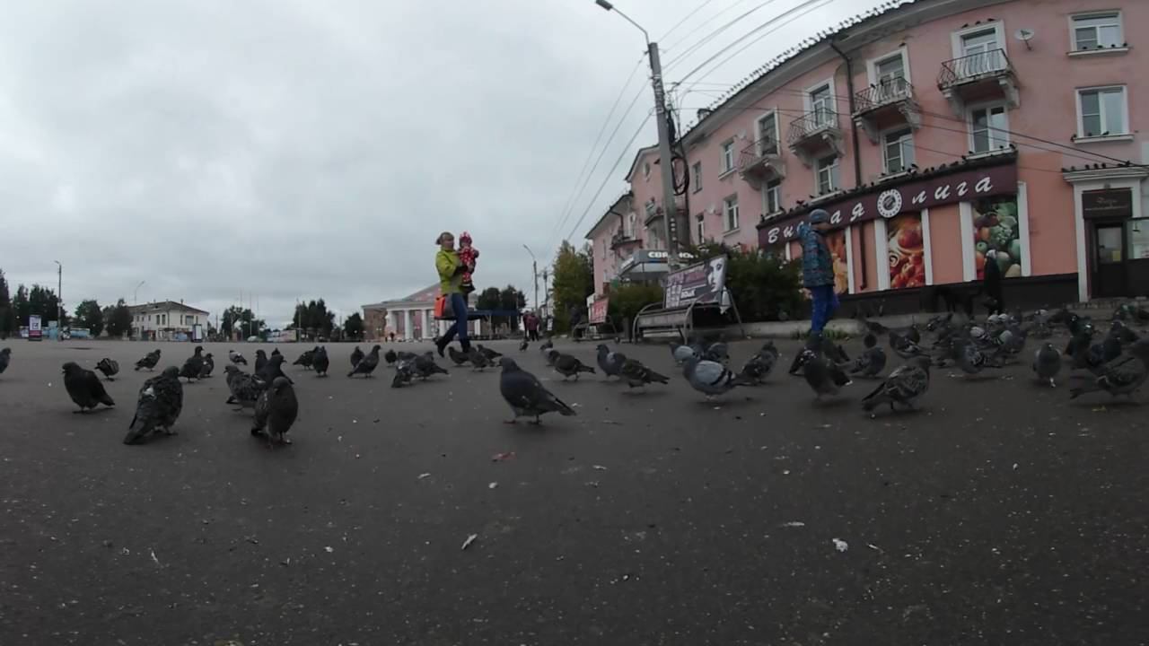 Samsung Gear 360 - birds By Cyberlink ActionDirector