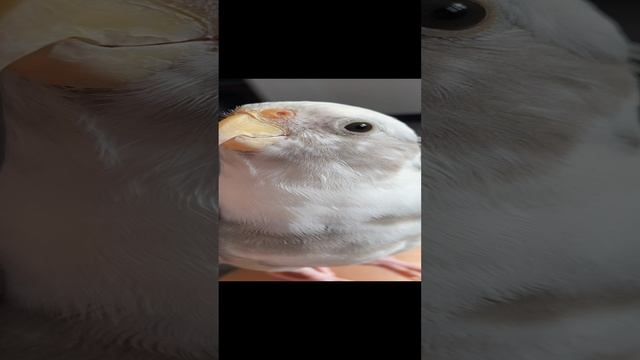 Смешные животные. Поющий попугай #shorts