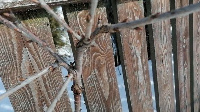 Моя прививка черешни на вишню 22.02.2022