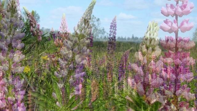 "ЭХ, ПОЛНЫМ-ПОЛНА КОРОБУШКА!"... (Фото Светланы Нечваль (Глазов) - "Гусли звончатые")