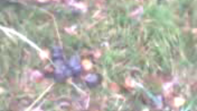 Кабанячий сортир