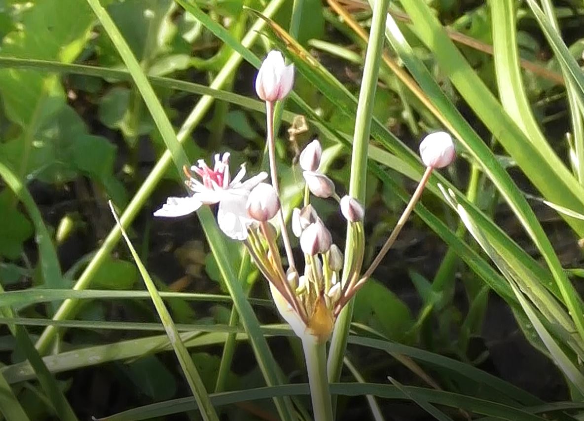 Лекарственное растение и медонос, Сусак Зонтичный, Butomus umbellatus, 07.08.2022, Великий Новгород