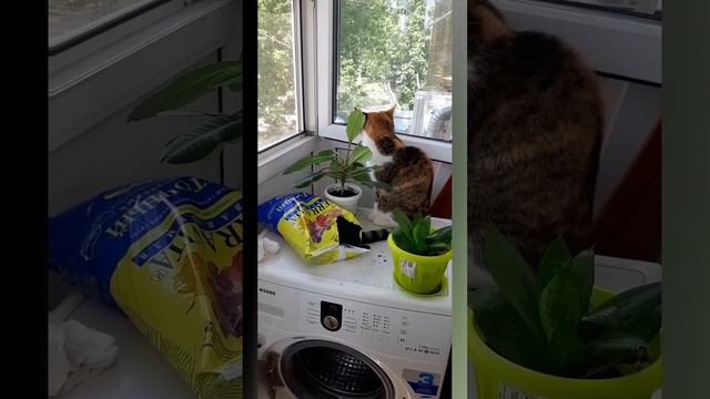 Мамина помощница.mp4