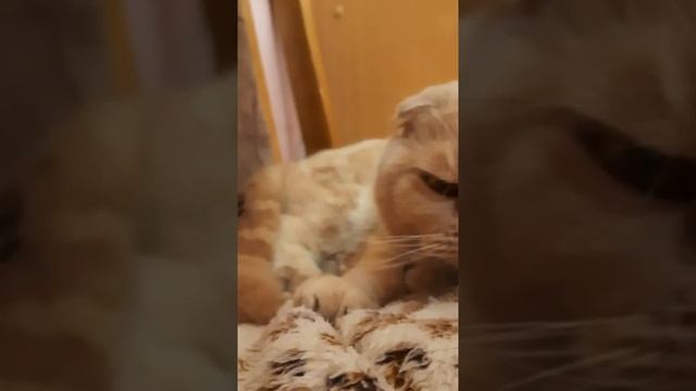 Ну еще погладь меня