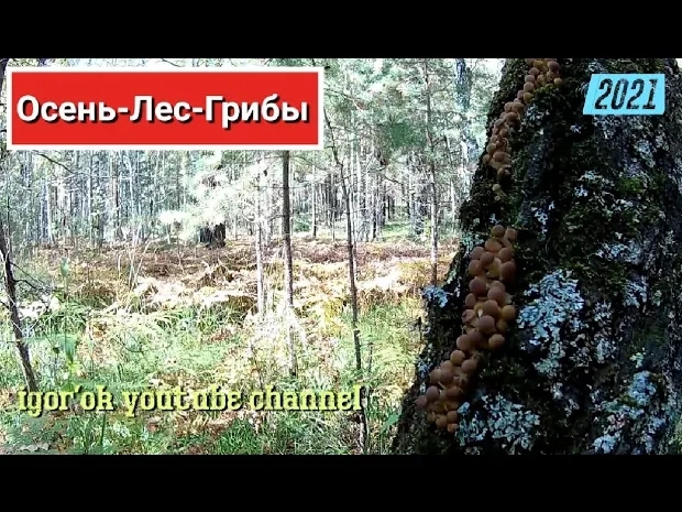 Осень, лес, грибы..mp4