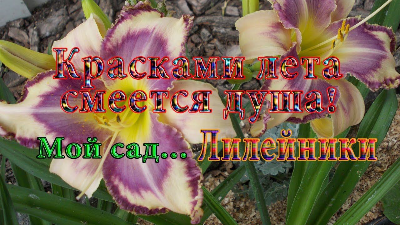 Лилейники* Мой сад