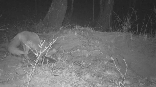 Тайная Жизнь Зверей. Лиса и ее потомство, Челябинская область