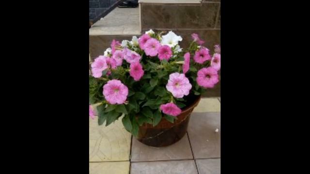 ЛЕТО 2020.Цветочный калейдоскоп!.mp4