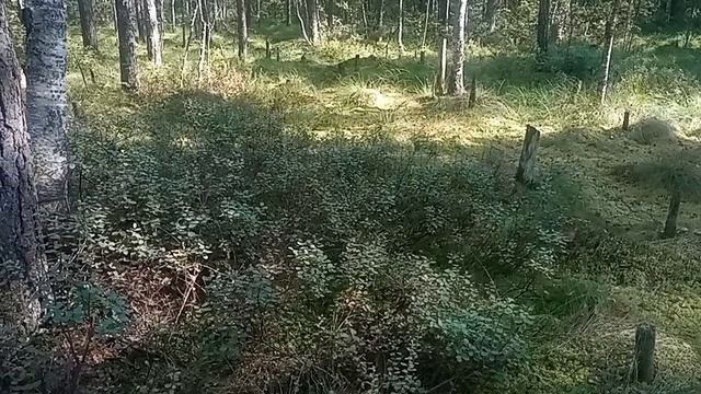 Что сейчас растёт в лесу и как это готовить.  20 августа 2024 год