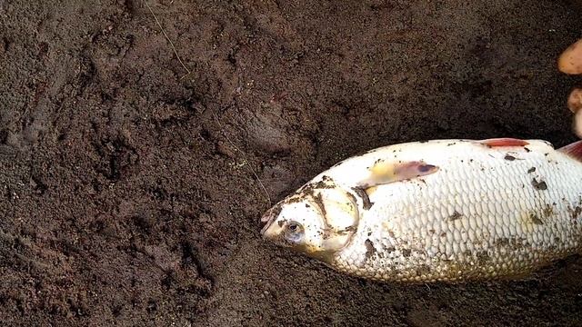 Рыбалка на закидушки. Чумыш удивил и порадовал.