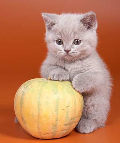 xSektor#Boss 126-а достоин ли ты