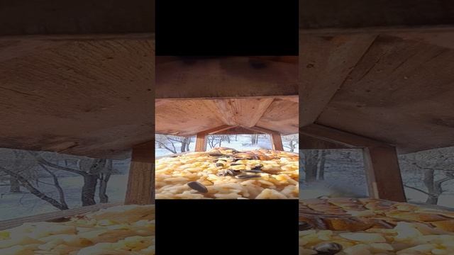 20231205_140040.mp4жизнь кормушки.05.12.2023г.