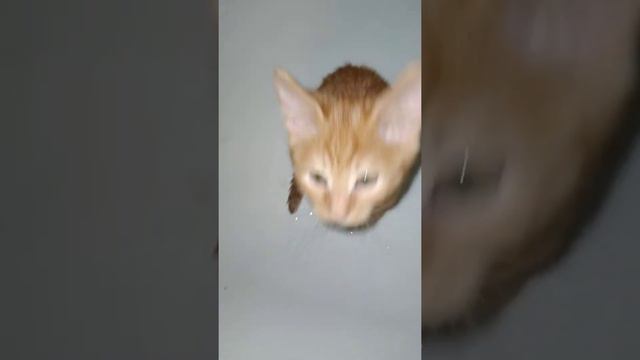 мой любимый кот 2